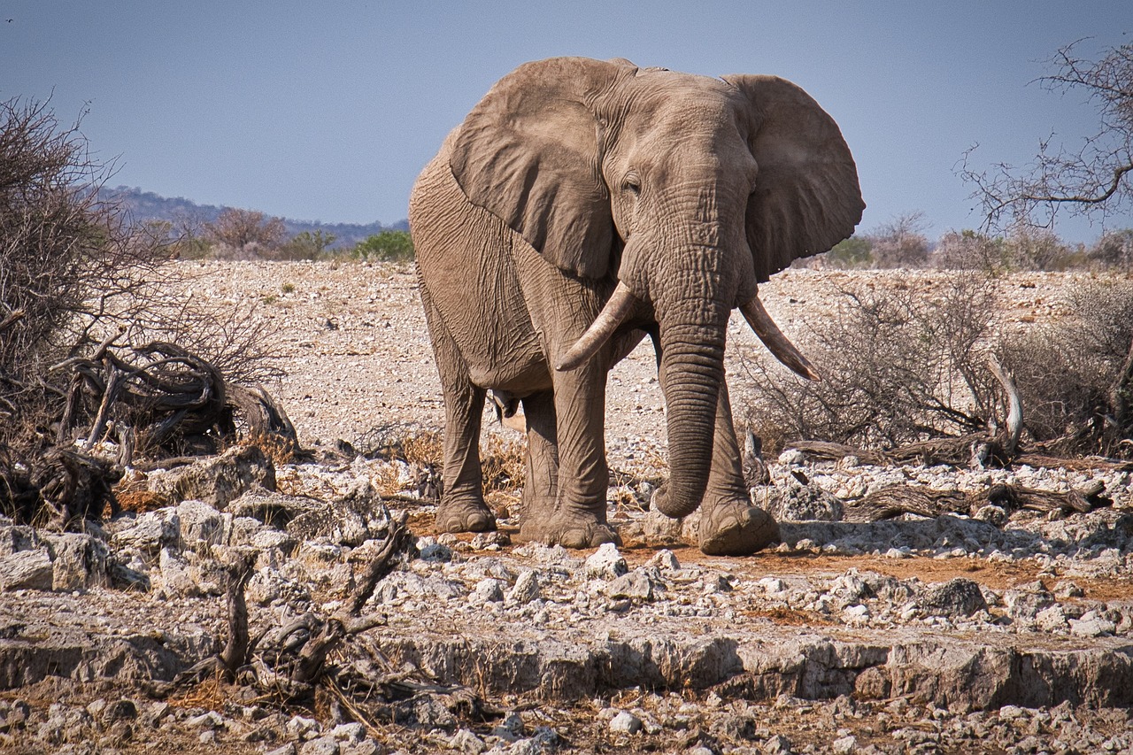 Tanzania Destination