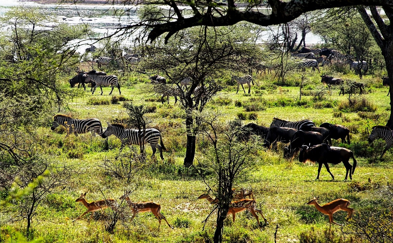 Tanzania 2