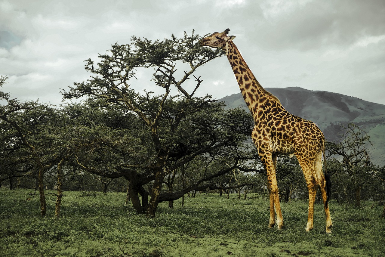 Tanzania 3